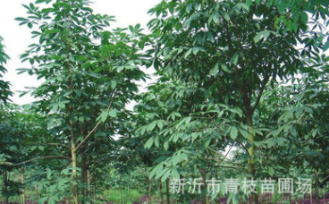 產(chǎn)家展示 七葉樹 高品質(zhì)七葉樹 七葉樹批發(fā)