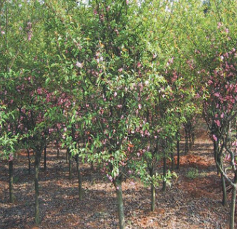 基地批發供應優質垂絲海棠樹苗 庭院園林綠化垂絲海棠苗花卉綠植