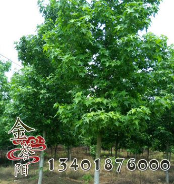 供應 批發園林景觀苗木 五角楓 別稱元寶槭工程苗 五角楓樹