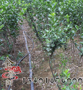 高桿冬青樹銷售 高桿冬青樹苗批發 樹形優 量大優惠 冬青樹價格