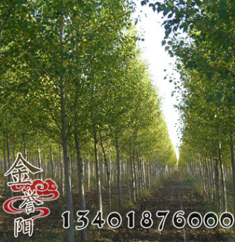 楸樹樹 價格 綠化工程 楸樹樹苗銷售 行道風景樹 楸樹基地發貨