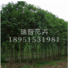供應綠化苗木 喬木類【樸樹】榆科樸屬落葉喬木