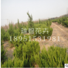 龍柏樹苗 綠化苗木龍柏苗 常綠小喬木 四季常青庭院植物