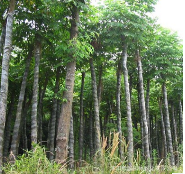 供應市政綠化行道樹 欒樹庭院風景樹基地直銷