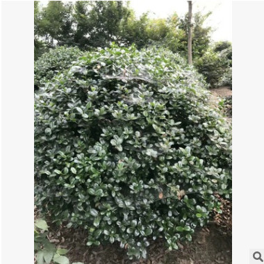 無刺枸骨球 金邊胡禿子 海桐 金森女貞 品種齊全 基地直銷
