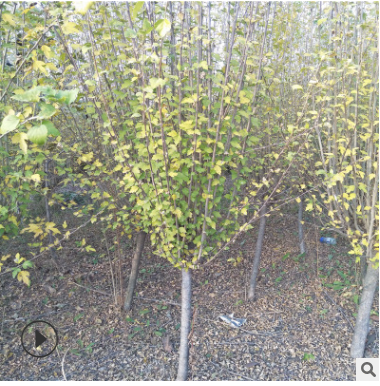 批發(fā)木槿花樹 3 4 5 公分木槿樹 基地直銷 帶土挖 成活率高