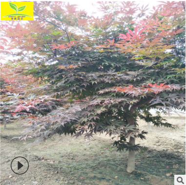 現貨供應行道觀賞樹America紅楓樹 5 6 8 10公分紅楓樹批發