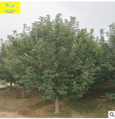 直銷園林綠化苗木 綠海棠樹苗 庭院觀花植物行道樹 白紅海棠小苗