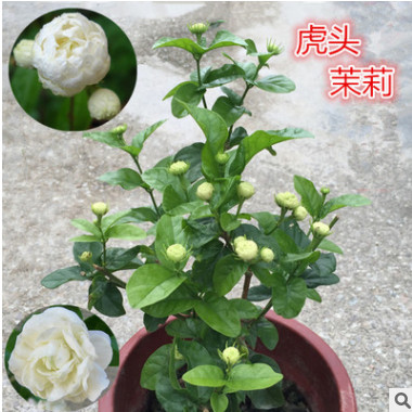 正宗虎頭茉莉花盆栽 重瓣濃香 白茉莉花 室內(nèi)庭院綠植花卉帶花苞
