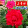批發精品月季花苗 大花月季苗 庭院盆栽陽臺花卉 玫瑰薔薇苗
