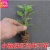 特價基地直銷 精品盆栽 菊花小苗 當年開花苗 盆栽花卉