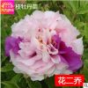 批發精品牡丹花苗 花二喬 盆栽花卉 5-7年苗 洛陽 菏澤 芍藥花苗