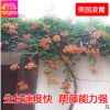 批發美國凌霄花苗基地直銷 攀援花卉 庭院別墅綠化 大小規格齊全