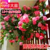 薔薇苗 無刺多花薔薇花苗 爬藤盆栽植物 220天循環開花苗 3年苗