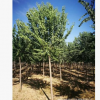 產地直銷綠化苗木絲棉木 3-20公分絲棉木秋季熱銷