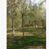 柳樹批發，出售直徑6-20公分速生柳