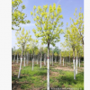 2018秋季彩葉苗木出售 金葉白蠟3-18公分 嫁接金葉白蠟批發