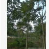 出售綠化工程苗木千頭椿 5-15公分優質千頭椿