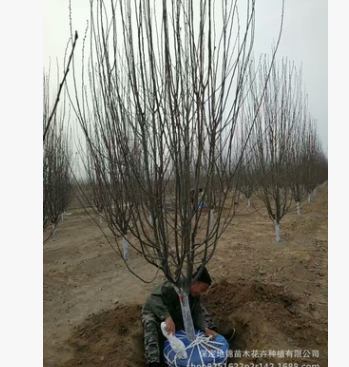 秋季西府海棠特價銷售 3-15公分西府海棠 分支點60-80公分 量大