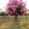 造型景觀樹紫薇花瓶盆栽批發(fā)帶根編織植物紫薇花瓶樹苗 盆景樹樁