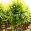 金葉榆樹苗批發(fā)庭院彩葉植物可盆栽造型金葉榆工程綠化苗木風(fēng)景樹
