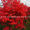 映山紅批發(fā)杜鵑花苗綠化苗木滿山紅樹苗 庭院觀賞花卉映山紅苗