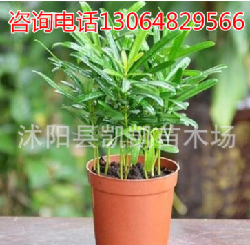 羅漢松 小苗室內植物盆栽吸甲醛凈化空氣花卉綠植四季常青可水培