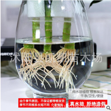 水培植物玻璃瓶觀音竹富貴竹蓮花竹辦公室桌面凈化空氣小盆栽耐寒
