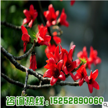 庭院觀賞路邊綠化苗 紫葉桃 紅葉桃 紅葉碧桃 紫葉碧桃 桃花樹苗