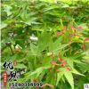 基地批發銷售雞爪槭樹苗 供應優質行道綠化苗木雞爪槭小苗