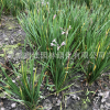 批發多年生花卉觀賞草花種子紫嬌花苗 洋韭菜多年生草本地被植物