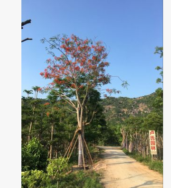 批發(fā)鳳凰木 自家苗 一手貨源