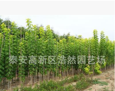 常年供應金葉復葉槭 規格齊全行道樹復葉槭 嫁接復葉槭小苗