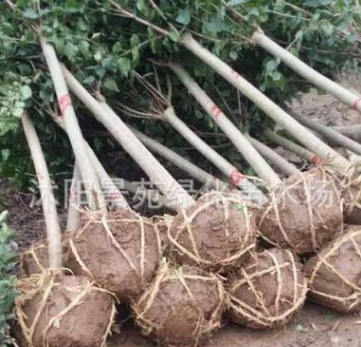 紫丁香 嫁接丁香 爆馬丁香