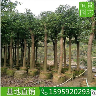 香樟10公分移植香樟假植 基地直銷全冠香樟樹 批發移栽樟樹骨架