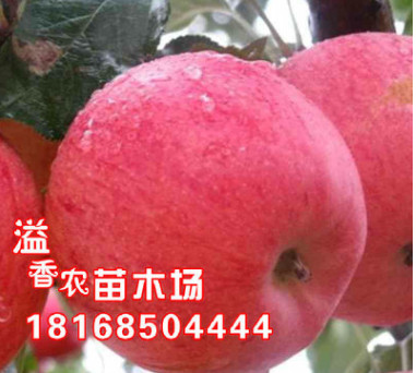 盆栽地載果樹苗 嫁接蘋果樹苗 白水蘋果苗 南方北方種植 當年結果