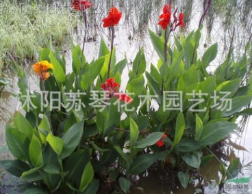 水生花卉綠化植物水生美人蕉種根苗子植物工程用苗濕地植物挺水