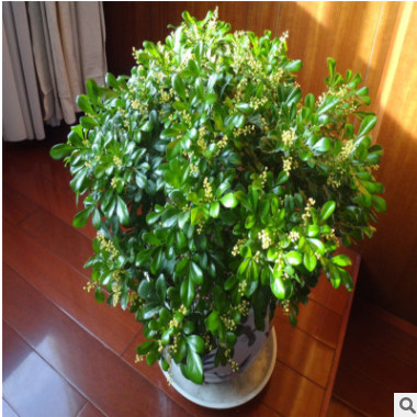 米蘭花苗 室內芳香米蘭花盆栽綠植 米蘭盆景 米蘭花四季常青