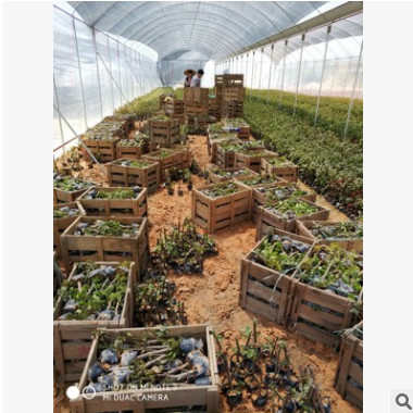 三角梅苗 三角梅苗價格 三角梅產(chǎn)地 福建三角梅 三角梅基地