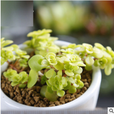 黃金萬年草 仙人多肉植物批發 辦公室桌面防輻射植物 凈化空氣