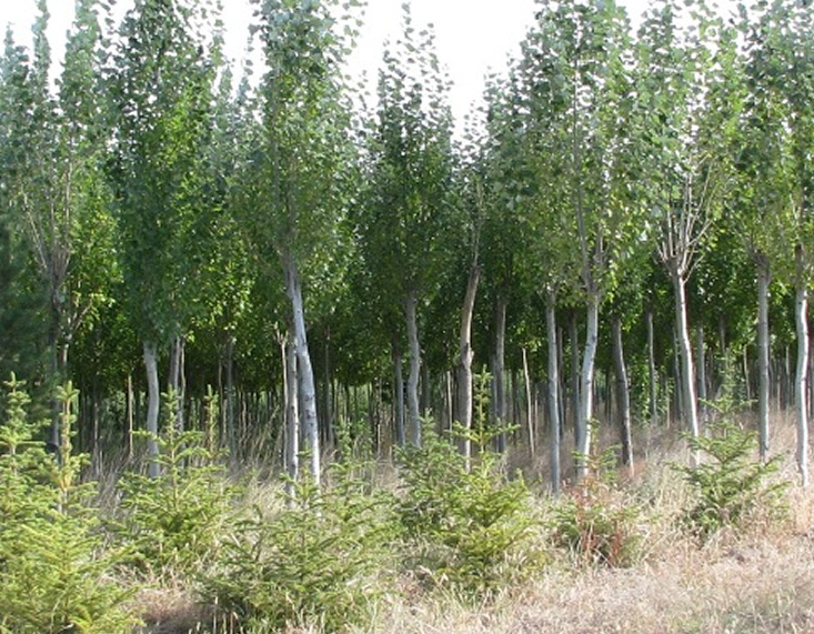 銀中楊 新疆楊 小葉楊風楊樹 綠化樹行道樹小苗