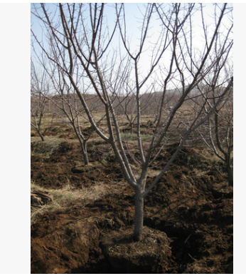 山杏樹 大扁杏 樹苗綠化工程