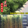 觀賞竹子青竹淡竹 青竹植物園林景觀竹 園林綠化工程竹綠籬護坡竹