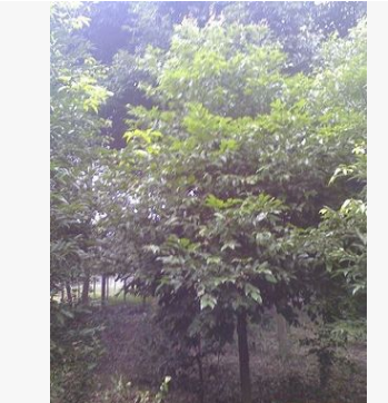 供應各種規格 天竺桂8-20CM