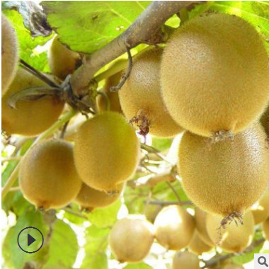 批發 果樹苗 獼猴桃樹苗 獼猴桃嫁接苗 紅心黃心獼猴桃 包結果