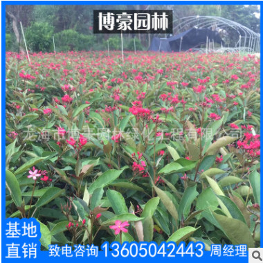 琴葉珊瑚袋苗批發 漳州廠家直銷綠化苗 行道庭院園林地被景觀工程