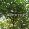 基地批發工程苗櫸樹 移栽櫸樹 櫸樹樹苗 歡迎訂購