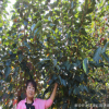 脆柿子苗 柿餅專用苗 即摘即食甜柿子苗 當年結果 價位低廉