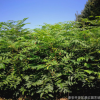 紅油香椿苗 當年可食用 葉片肥厚 生長茂盛 根系發達 成活率高*