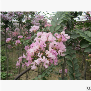 產(chǎn)地直銷紫薇樹苗 3-4-5-6公分工程紫薇 紅火箭 百日紅 十堰紫薇